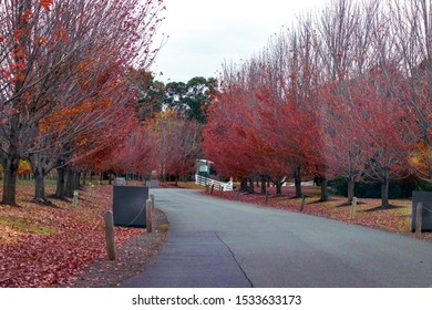 Red Coloured Trees In Victoria Winery