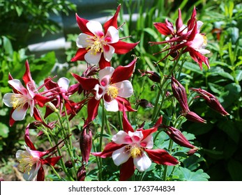 Red columbine (Aquilegia formosa) flower. Canadian columbine or Aquilegia granny bonnet native wild flower of western Canada. Closeup vibrant red & white color Aquilegia. Columbine in green garden