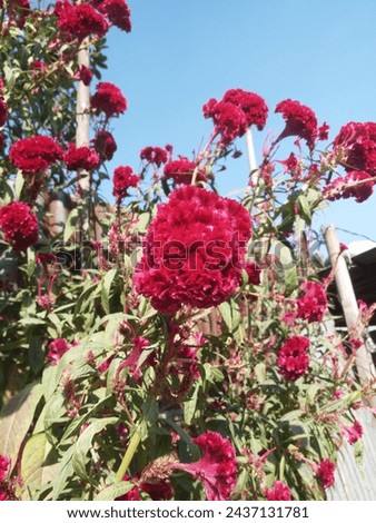 red colur beowtiful flower picture