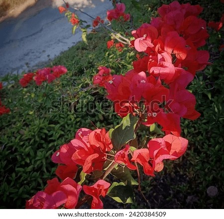 Red colured Bougainvillea is simply referred to as 