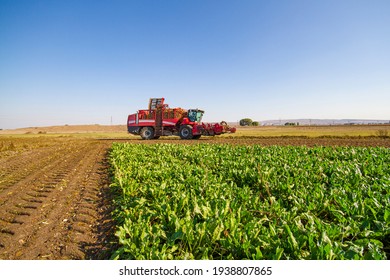 Red Combine Harvester Harvest Of Sugar Beet