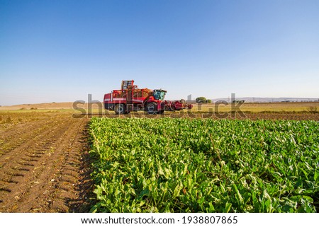 red combine harvester harvest of sugar beet