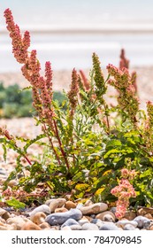 Red Common Red Sorrel Hardy Coastal Wildflower Plant