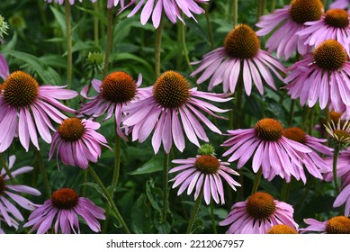 Red coneflower, Echinacea purpurea, is an important medicinal herb and an aromatic plant with red flowers. It is a beautiful perennial plant and is often planted in the garden. - Powered by Shutterstock