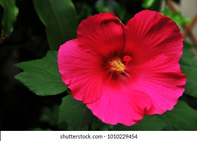 Red Confederate Rose Hibiscus Mutabilis Lady Stock Photo 1010229454 ...