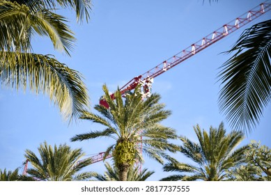 Red Construction Crane Seen Through Palm Tree Fronds