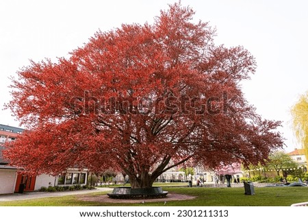 red copper beech tree in Malmö, Sweden