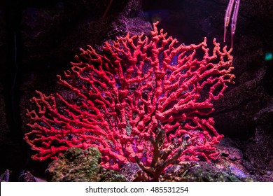 red coral from the mediterranean