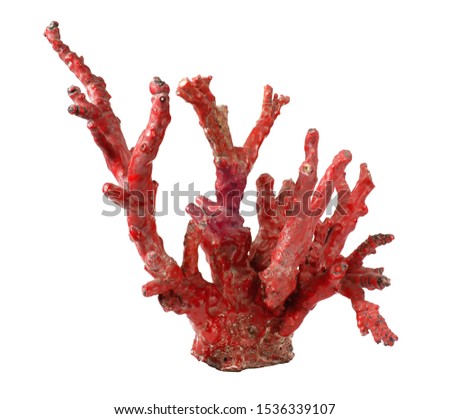 Red coral home display isolated on white background