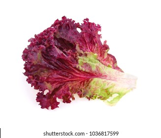 Red Coral Lettuce Images Stock Photos Vectors Shutterstock