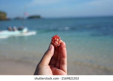 Red Coral Shards Are Found On Tangsi Beach, Which Makes The Sand Of The Beach Look Like Pink. Pink Beach, Lombok.               