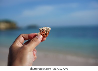 Red Coral Shards Are Found On Tangsi Beach, Which Makes The Sand Of The Beach Look Like Pink. Pink Beach, Lombok.                                                         