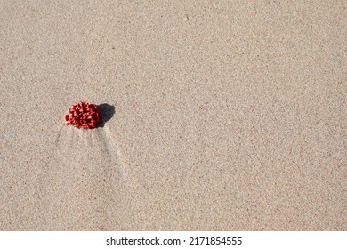 Red Coral Shards Are Found On Tangsi Beach, Which Makes The Sand Of The Beach Look Like Pink. Pink Beach, Lombok.                           