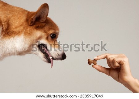 red Corgi dog looks at a hand with dry food in the shape of a bone