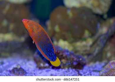 Red Coris Wrasse Known Clown Wrasse Stock Photo (Edit Now) 685490398