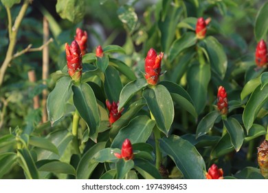 247 Costus family Images, Stock Photos & Vectors | Shutterstock