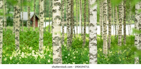 Red Cottage In A Birch Forest By The Sea In Scandinavia