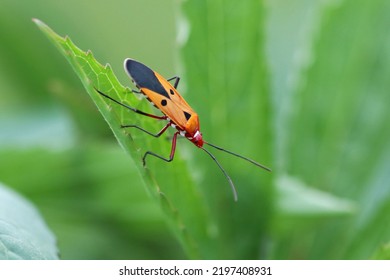 589 Dysdercus Cingulatus Images, Stock Photos & Vectors | Shutterstock