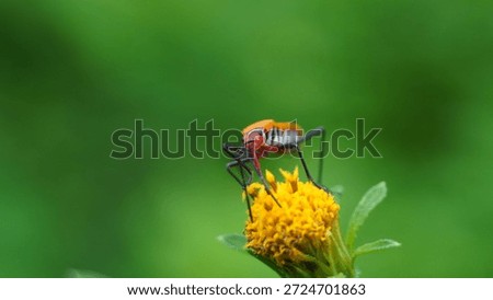 Red Cotton Bug Dysdercus cingulatus on a Yellow Flower
