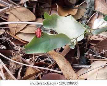 Red cotton stainer bug crawling on a green leaf on dried background, Thailand.