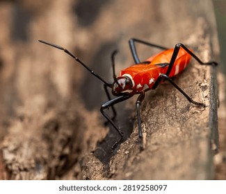 Red cotton stainer bug crawling on a textured wood surface