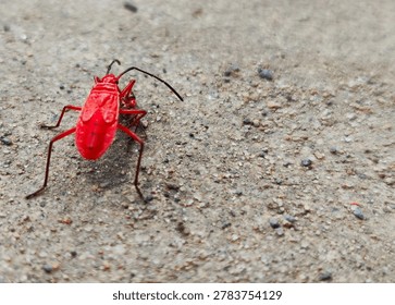 Red Cotton Stainer bug (Dysdercus cingulatus) crawling on a rock in nature.