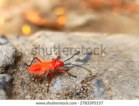 Red Cotton Stainer bug (Dysdercus cingulatus) crawling on a rock in nature.