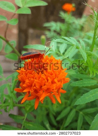 Red Cotton Stainer Bug on Orange Marigold Flower 

Close up of a red and black cotton stainer bug Dysdercus cingulatus perched on a vibrant orange marigold flower Tagetes in a garden
