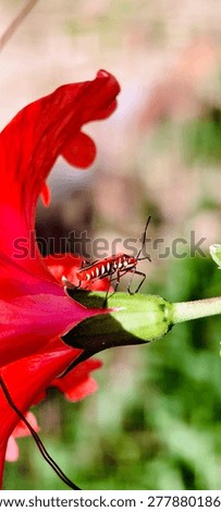 ​A red cotton stainer bug rests on the green calyx of a bright red hibiscus flower in a garden.