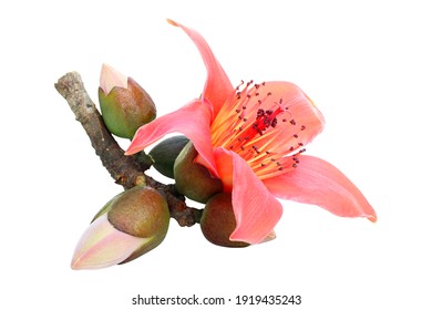 White Silk Cotton Tree Hd Stock Images Shutterstock