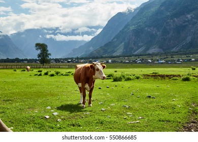 Mayon Volcano Rice Field Carabao Nepa Stock Photo (Edit Now) 1588248130