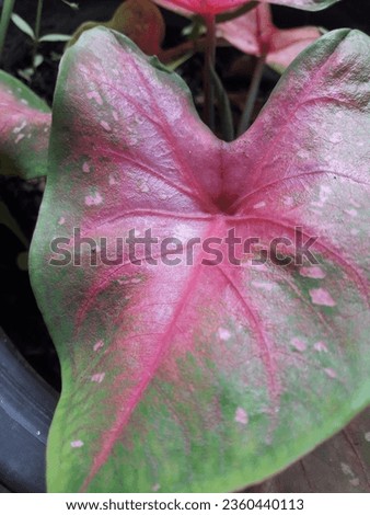 Red Cow or Red Anthurium is a colored bonnet with Thai leaves. There are dark green, reddish-pink leaves on the leaves as well.