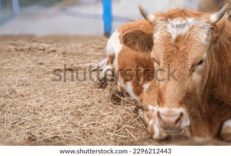 A red cow lies in a paddock, a lazily mooing cow, resting,the concept of animal husbandry