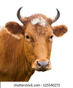 red cow looks into camera, isolated over white
