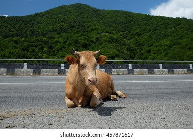 Red cow lying in the middle of the road against mountain, Georgia