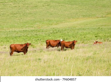 Red cows in lush summer pasture