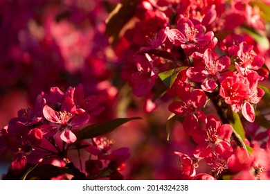 Red Crab Apple blossom (Malus Rudolph)