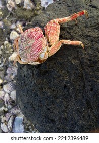 Red Crab Beach On The Rock