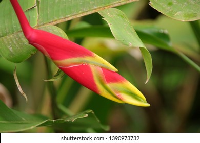 1,345 Red crab claw flower Images, Stock Photos & Vectors | Shutterstock