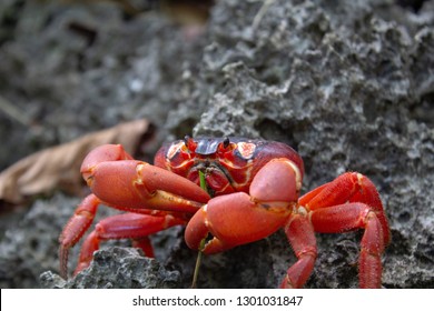 A Red Crab Of The Famous Christmas Island Red Crab Migration In Australia.