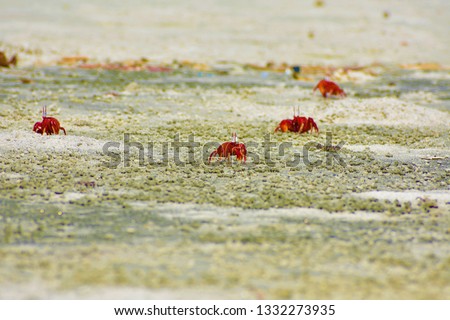 Red crab at Gangasagar sea beach ,west Bengal, India
