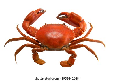 Red crab isolated on white background , Cooked crab
