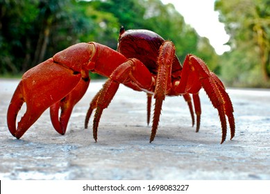 Red Crab Makes A Perilous Journey Across A Christmas Island Road