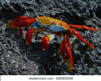 
Red Crab In Natural Habitat On Christmas Island