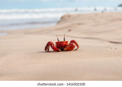 Red Crab On Beach, Close Up, Sri Lanka