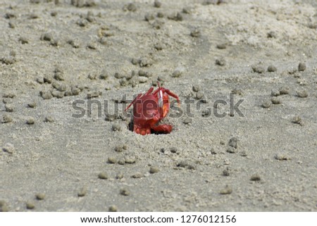 Red Crab on Gangasagar Beach , West Bengal , India 