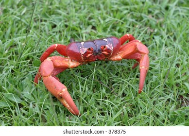 Red Crab On Grass