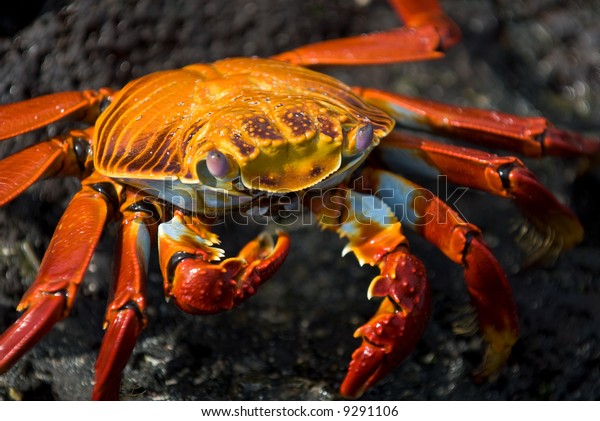 red crab on the rock,\
galapagos islands