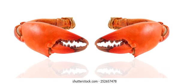 Red crab on white background