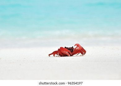 A Red Crab On A White Sand Beach